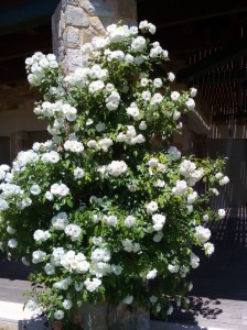 SPC_GARDENS_001