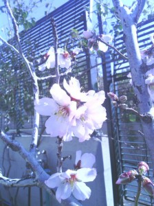 SPC_GARDENS_002