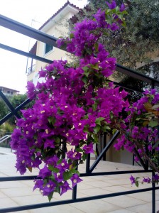 SPC_GARDENS_003