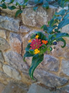 SPC_GARDENS_004