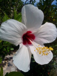 SPC_GARDENS_005