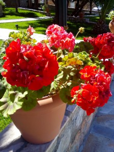 SPC_GARDENS_009
