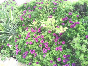 SPC_GARDENS_010