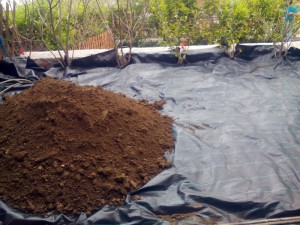 SPC_GARDENS_012
