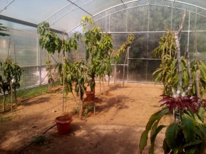 SPC_GARDENS_018 