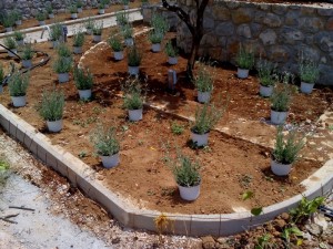 SPC_GARDENS_022 
