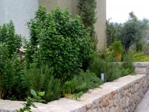 SPC_GARDENS_027 