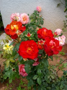 SPC_GARDENS_028 