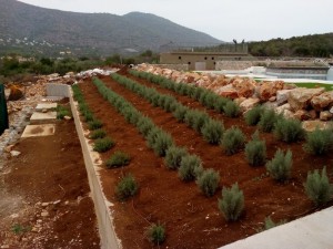 SPC_GARDENS_031 