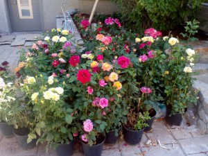 SPC_GARDENS_032 