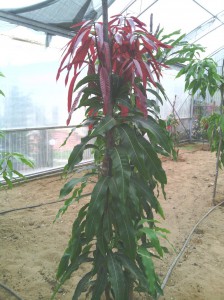 SPC_GARDENS_033 
