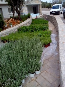 SPC_GARDENS_034 