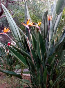 SPC_GARDENS_035 